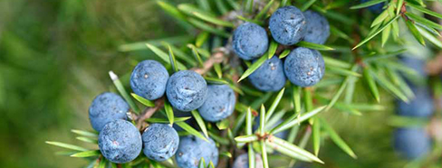 Juniper Berry